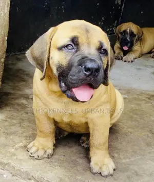 Photo - 1-3 months Male Purebred Boerboel