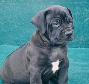 Photo - 1-3 months Male Purebred Boerboel