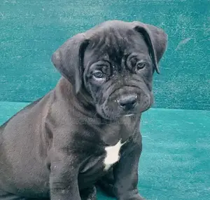 1-3 months Male Purebred Boerboel