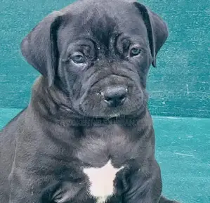 1-3 months Male Purebred Boerboel