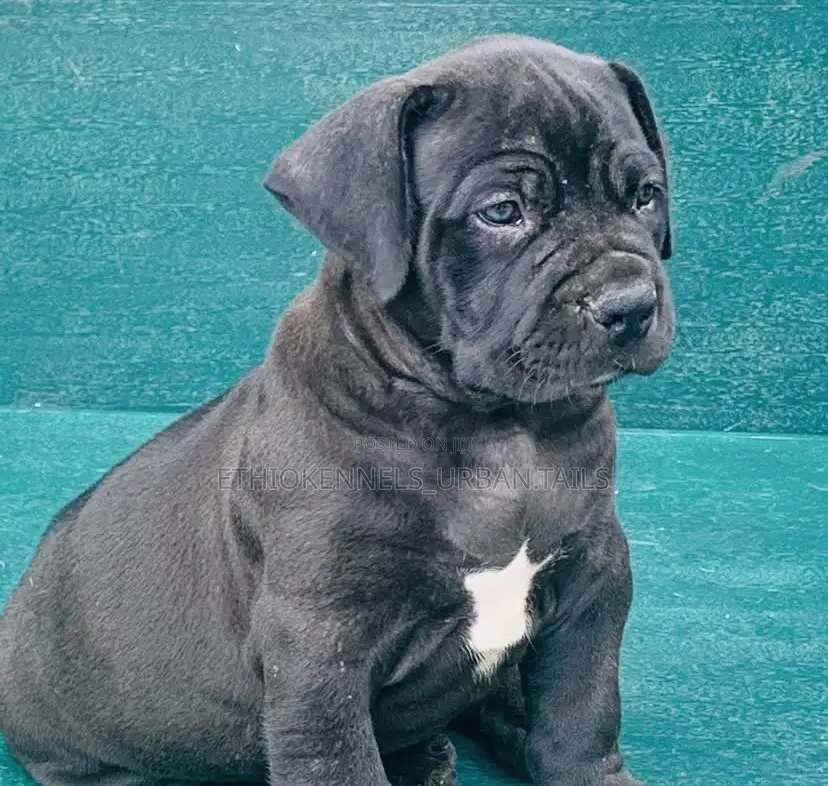 1-3 months Male Purebred Boerboel