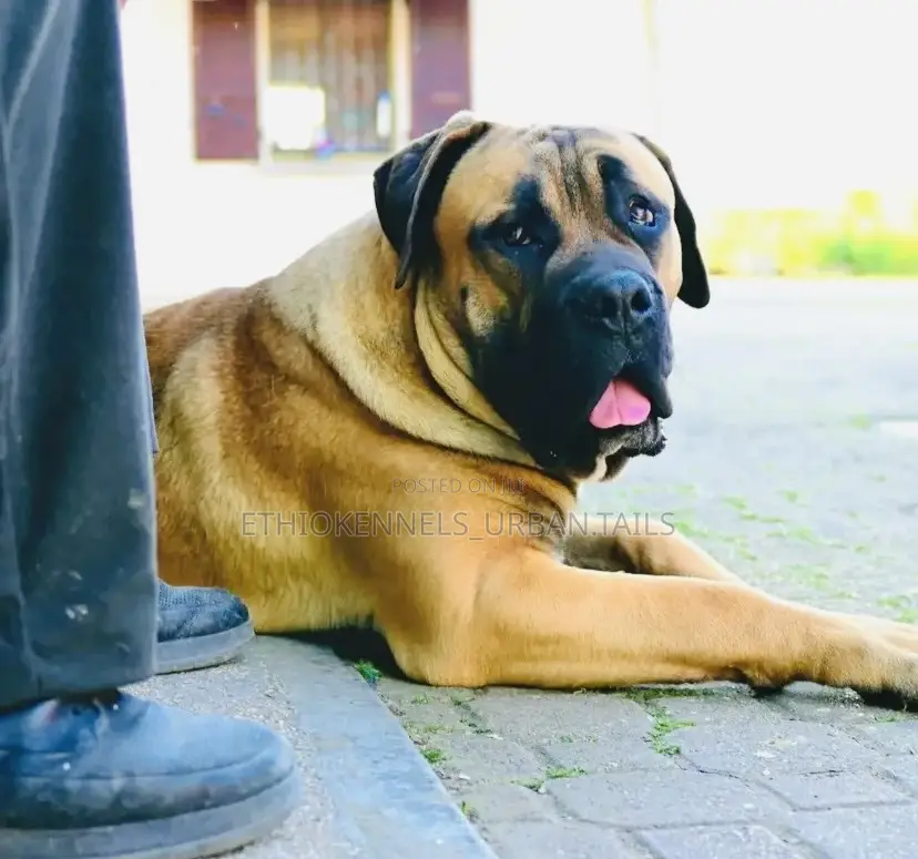 1+ year Male Purebred Boerboel