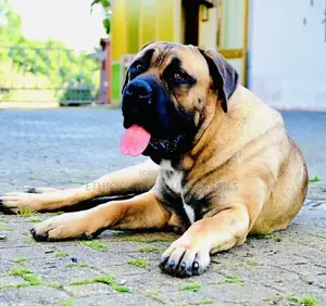 1+ year Male Purebred Boerboel