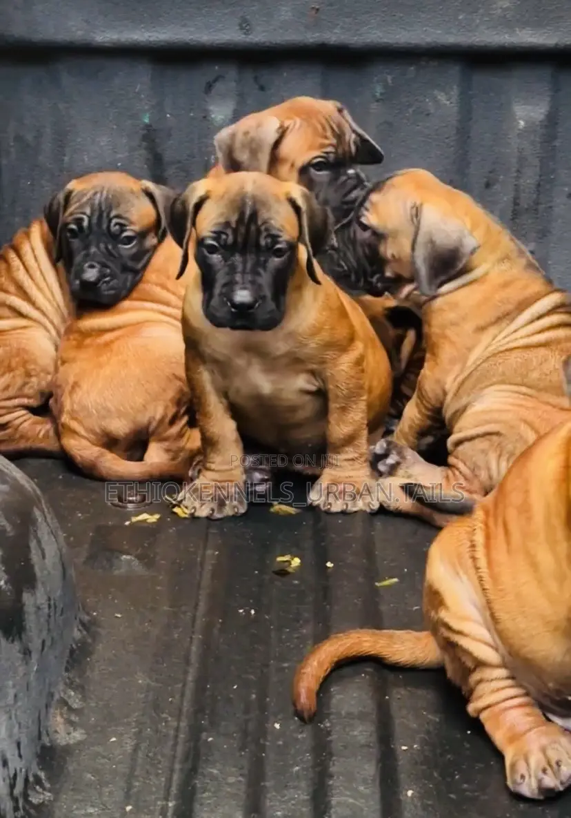 1-3 months Male Purebred Boerboel