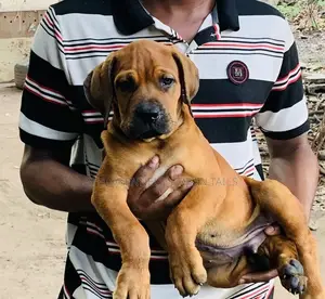 1-3 months Male Purebred Boerboel