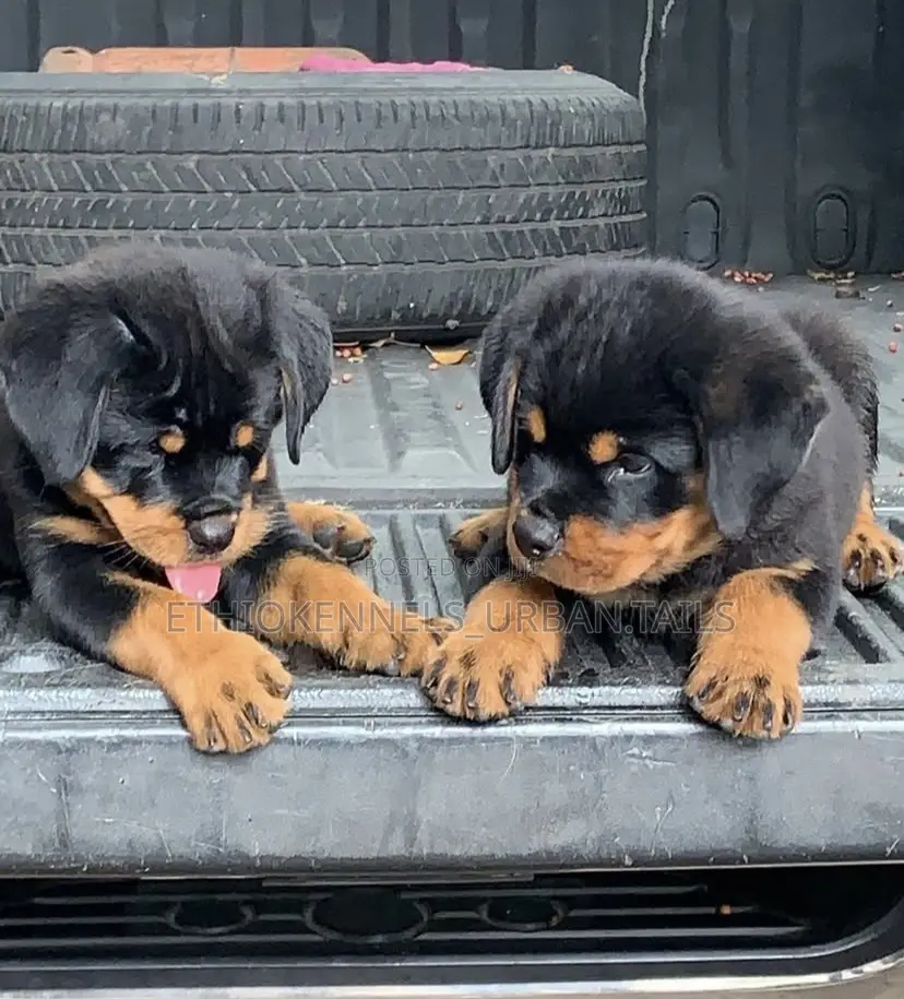 1-3 months Male Purebred Rottweiler