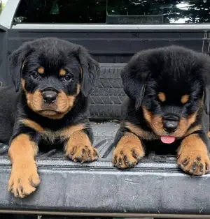 1-3 months Male Purebred Rottweiler