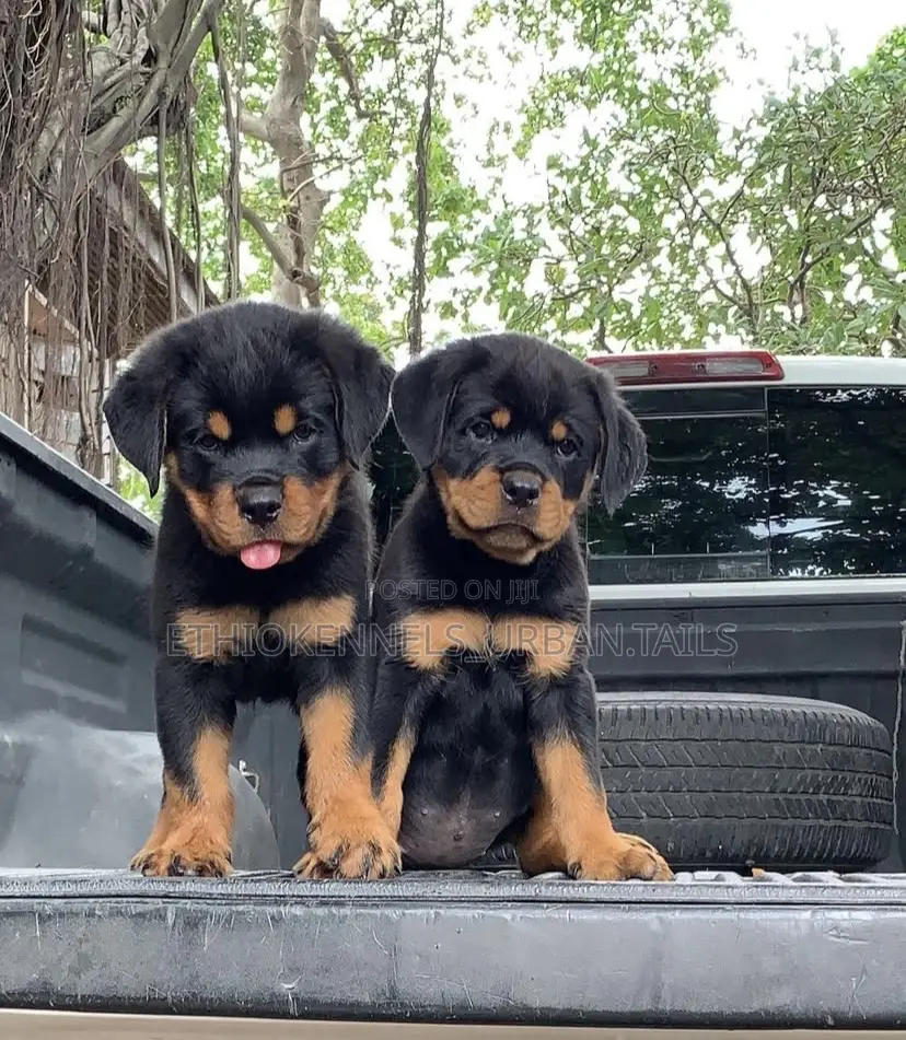 1-3 months Male Purebred Rottweiler