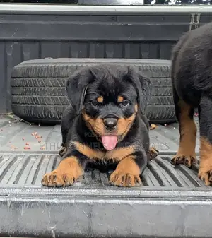 1-3 months Male Purebred Rottweiler