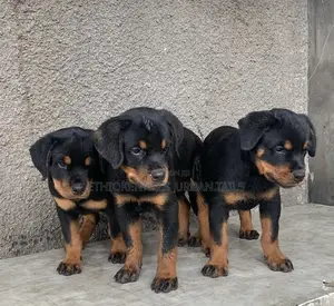 1-3 months Male Purebred Rottweiler