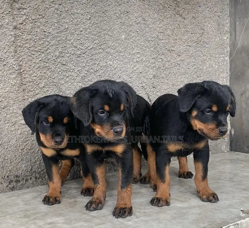 1-3 months Male Purebred Rottweiler