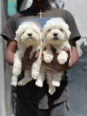 Photo - 1-3 months Male Purebred Maltese