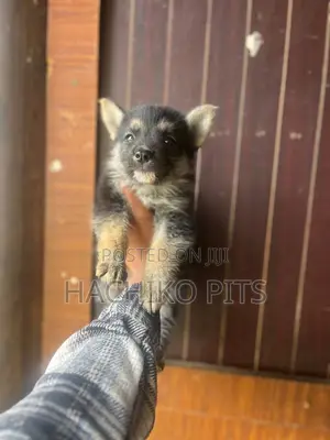 Photo - 1-3 months Male Purebred German Shepherd