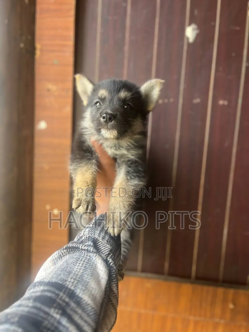 1-3 months Male Purebred German Shepherd