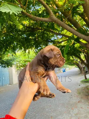 Photo - 1-3 months Male Purebred Boerboel