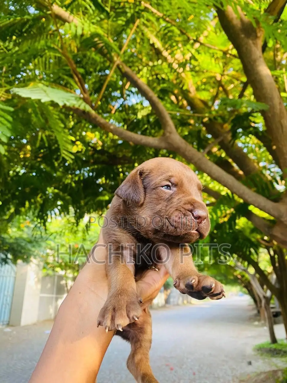 1-3 months Male Purebred Boerboel