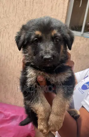 Photo - 1-3 months Male Purebred German Shepherd