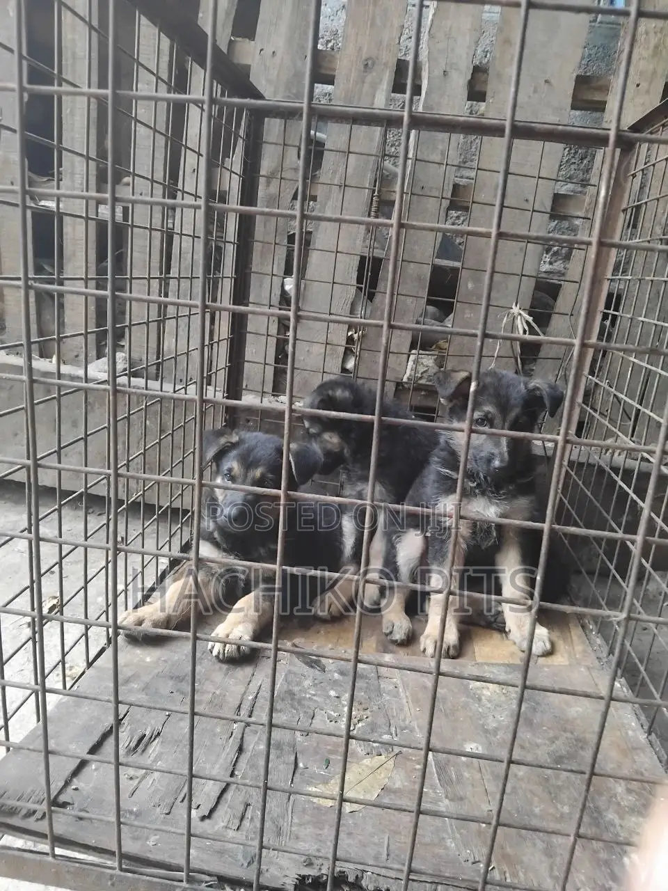 1-3 months Male Purebred German Shepherd