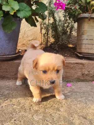 Photo - 1-3 months Male Purebred Maltese