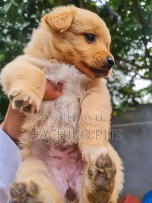 Photo - 1-3 months Male Purebred Maltese