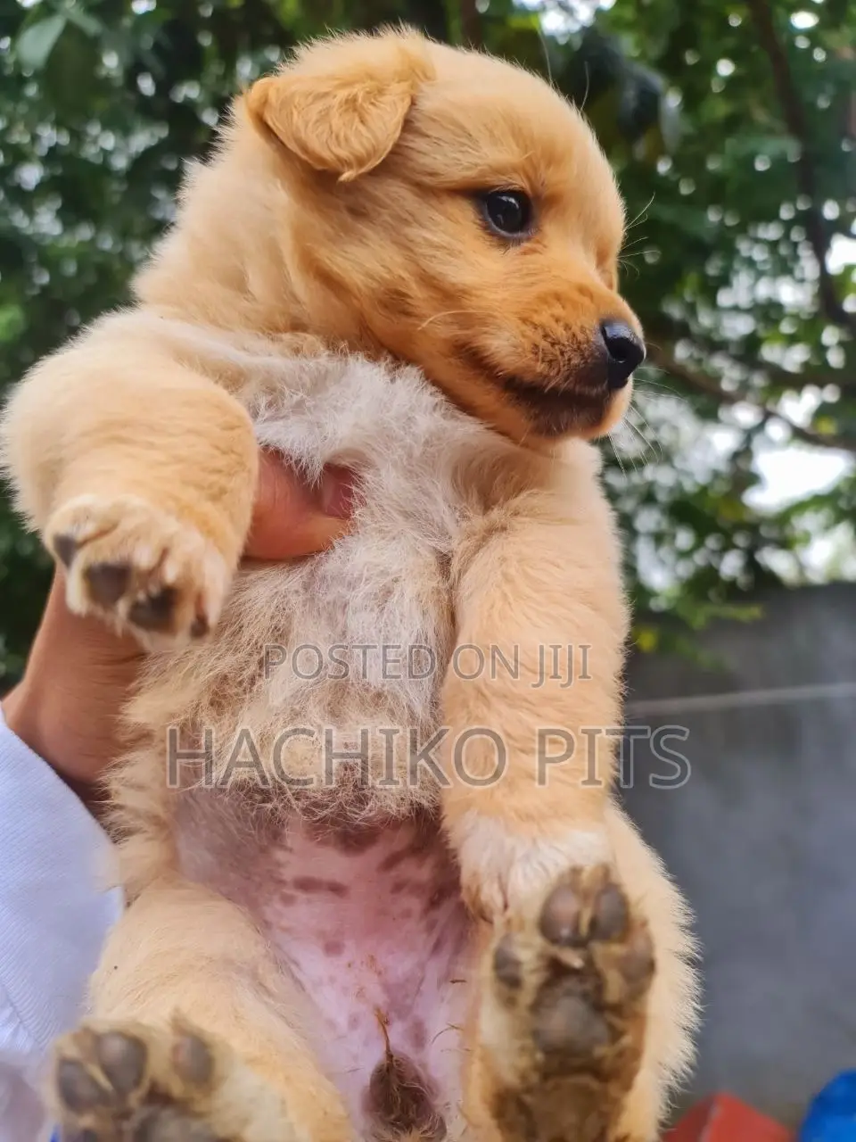 1-3 months Male Purebred Maltese