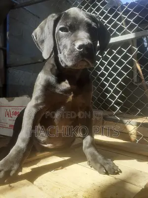 Photo - 3-6 months Male Purebred Boerboel