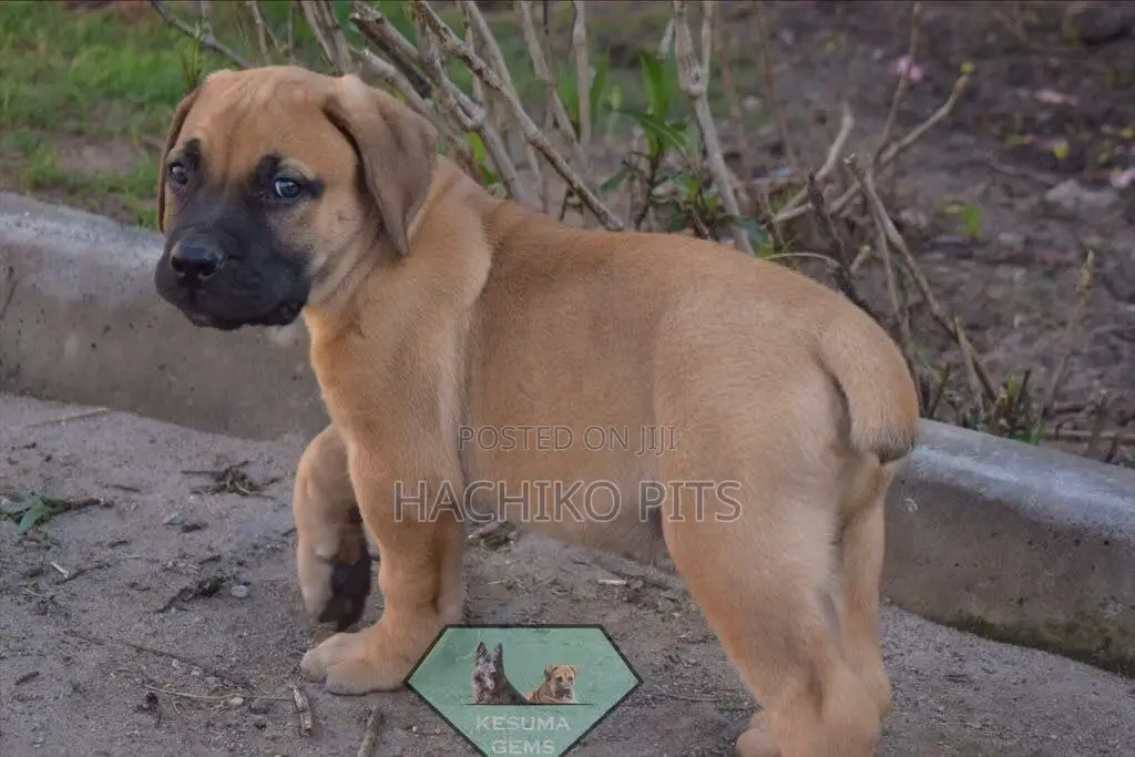 1-3 months Male Purebred Boerboel