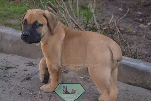 Photo - 1-3 months Male Purebred Boerboel