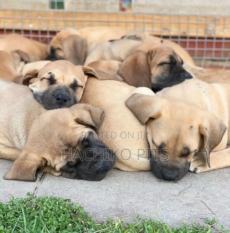 1-3 months Male Purebred Boerboel