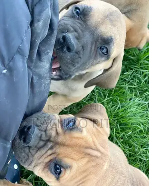 Photo - 1-3 months Male Purebred Boerboel