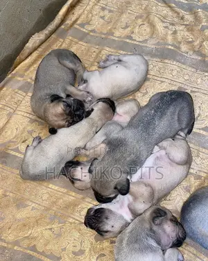 Photo - 1-3 months Male Purebred Boerboel