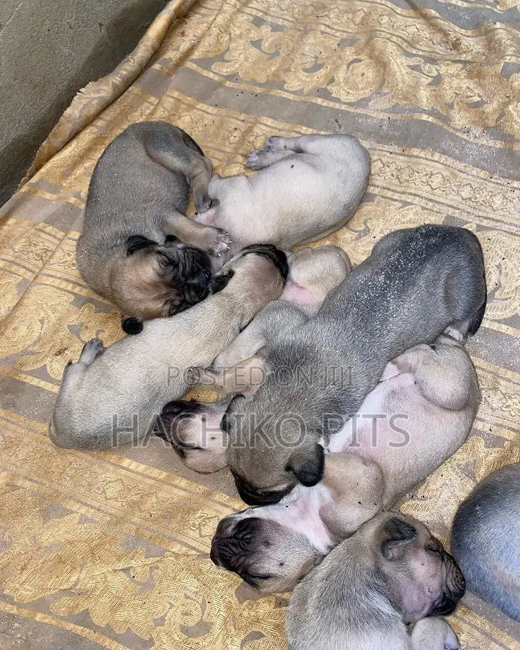 1-3 months Male Purebred Boerboel