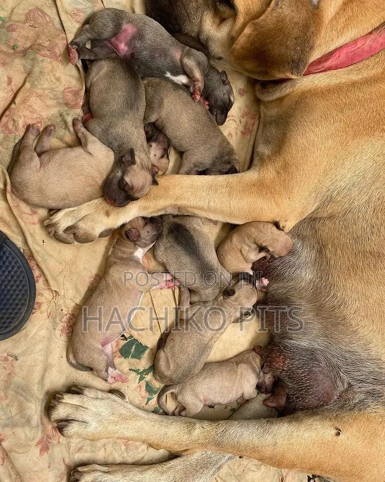 1-3 months Male Purebred Boerboel