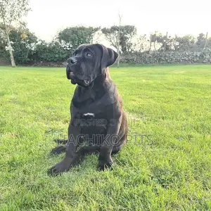 Photo - 1-3 months Male Purebred Boerboel