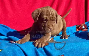 Photo - 1-3 months Male Purebred Boerboel