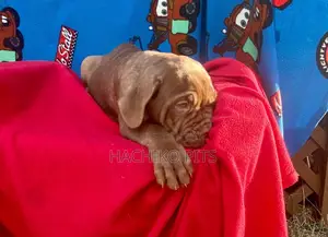 Photo - 1-3 months Female Purebred Boerboel