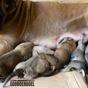 Photo - 1-3 months Male Purebred Boerboel