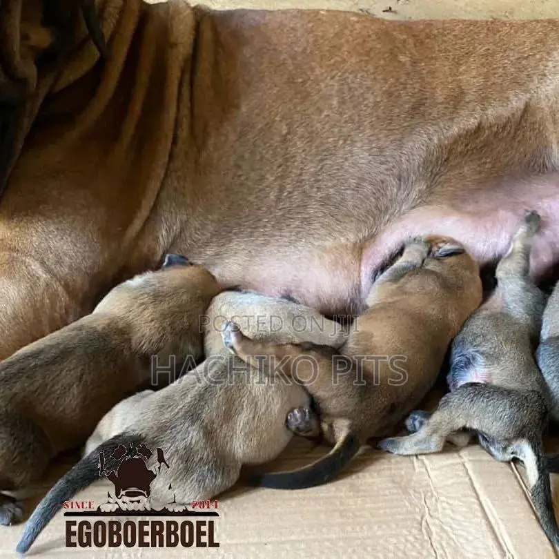 1-3 months Male Purebred Boerboel