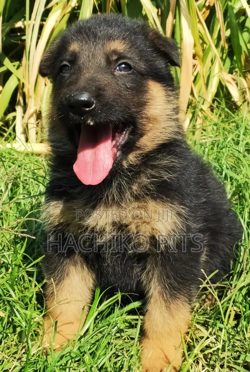 1-3 months Male Purebred German Shepherd