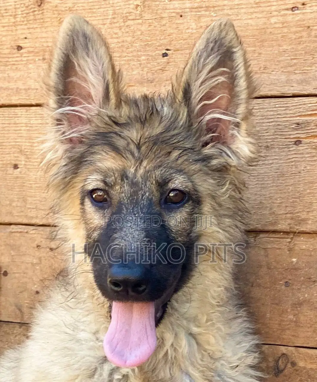 1-3 months Male Purebred German Shepherd