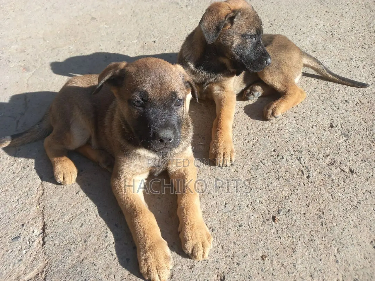 1-3 months Male Purebred Boerboel
