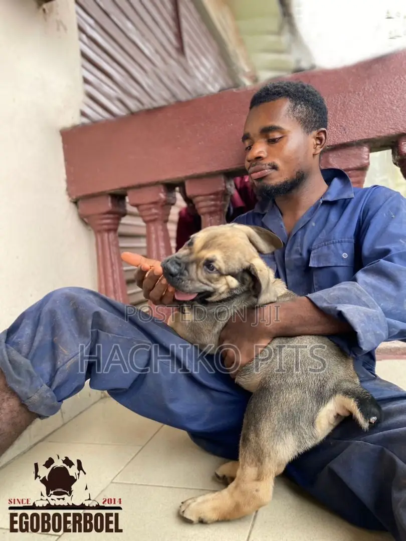 1-3 months Male Purebred Boerboel