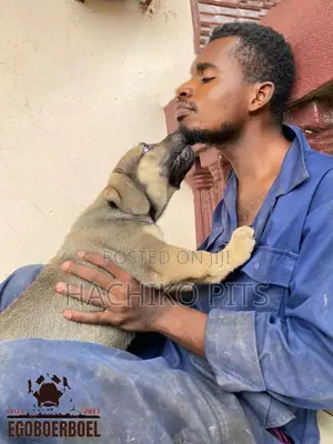 1-3 months Male Purebred Boerboel