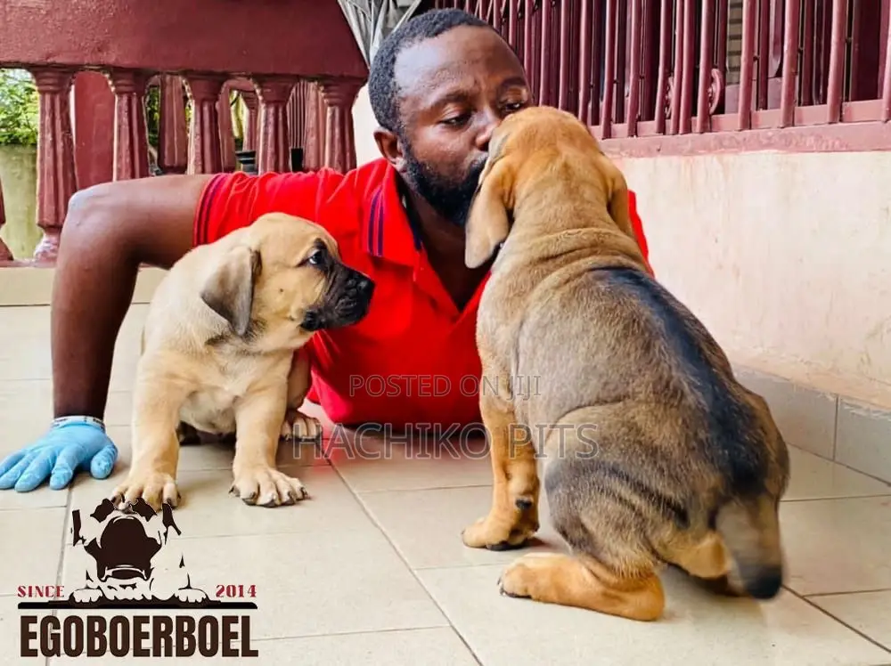 1-3 months Female Purebred Boerboel