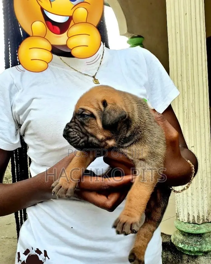 1-3 months Male Purebred Boerboel