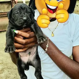 Photo - 1-3 months Male Purebred Boerboel