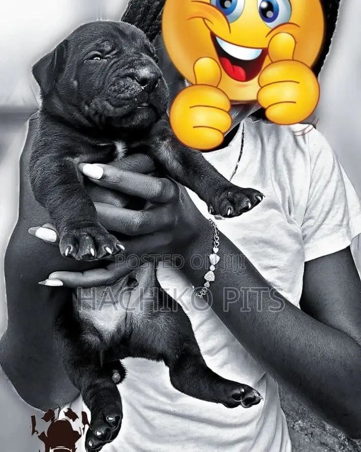 1-3 months Male Purebred Boerboel