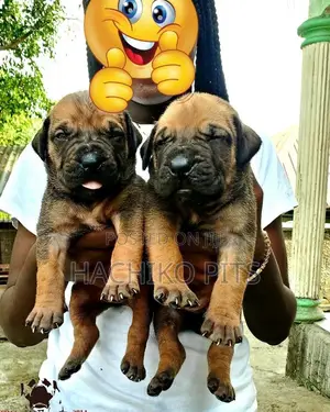 Photo - 1-3 months Male Purebred Boerboel