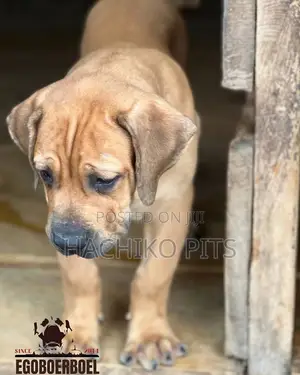 Photo - 1-3 months Male Purebred Boerboel