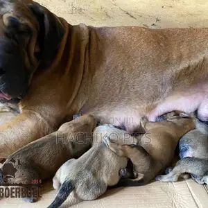 Photo - 1-3 months Male Purebred Boerboel